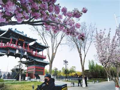 一起來南內(nèi)環(huán)東街“櫻花大道” 共赴櫻花的“約會(huì)”